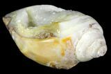 Chalcedony Replaced Gastropod With Druzy Quartz - India #141354-1
